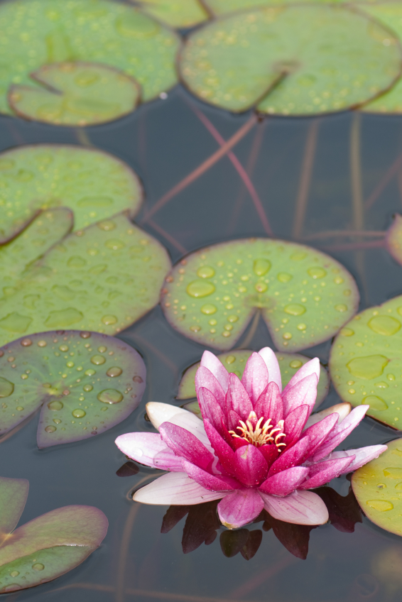 Compassionate Self-Care